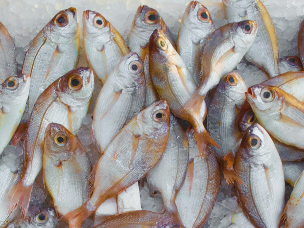ryby omega-3